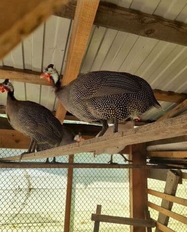 купить яйцо перепелиное инкубационное: Цесарки серо-жемчужные (царская птица) - Порода: жемчужная цесарка — 1
