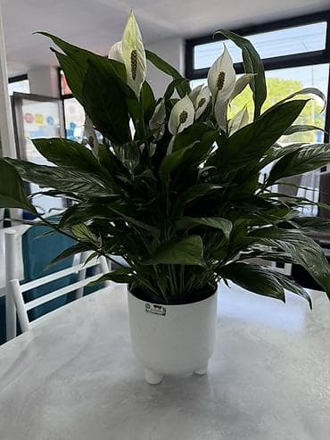 Бөлмө өсүмдүктөрү: Комнатные растения в декоративных горшках - Ассортимент: компактные — 10