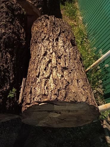 Ствольная заготовка из лиственной породы (бревно). - Порода