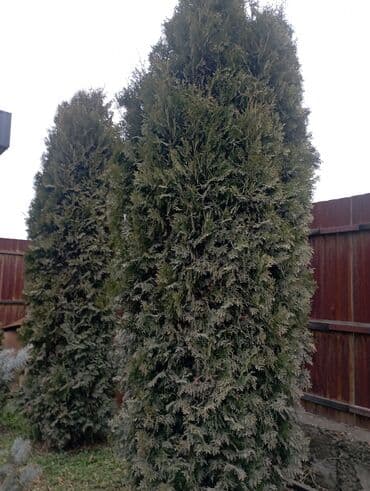 ароматные палочки: Декор для дома и сада — 4