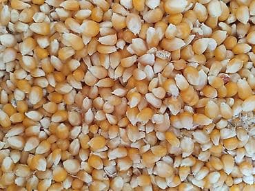 Кукуруза (сухое зерно) - Крупные равномерные зерна желтого цвета. -