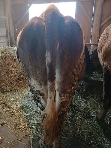 купить дрессированную собаку: Продаю | Корова (самка) | Полукровка | Для молока — 3