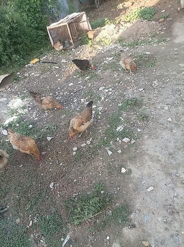 домашняя куры: Продаю | Куры | Домашняя | Несушки — 2
