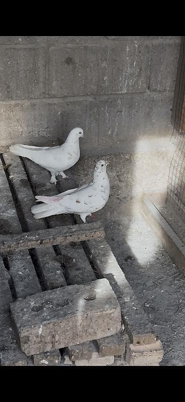 Услуги ветеринара: Такла 2 голубки 3 фото родители — 2