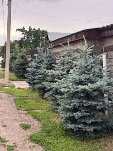 дубайский шоколад fix бишкек: Көчөттөр дарактардын: Карагайлар — 2