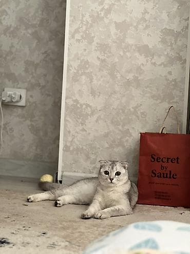 взять котика в добрые руки: Шотландская вислоухая кошка (Scottish Fold), окрас серебристый — 5