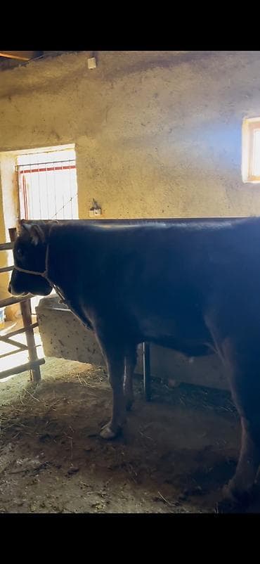 собаки токмок: Сатам | Бука (эркек) | Бордоп семиртүү үчүн — 5