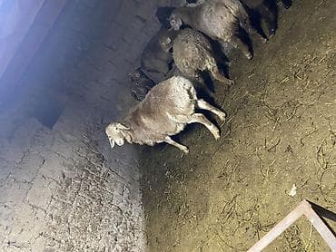 Услуги ветеринара: Продаю | Овца (самка) | На забой | Матка — 3