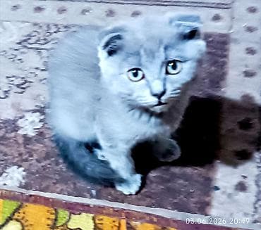 продажа кошек жалалабад: Скотиш Фолд (Шотландская вислоухая), 2 месяца, Мальчик, Голубой, Приучена к лотку — 7