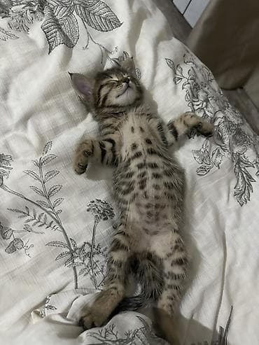 Отдам котенка! котенок женского пола, у себя держать не можем, поэтому at lalafo.kg Отдам котенка! котенок женского пола, у себя держать не можем, поэтому