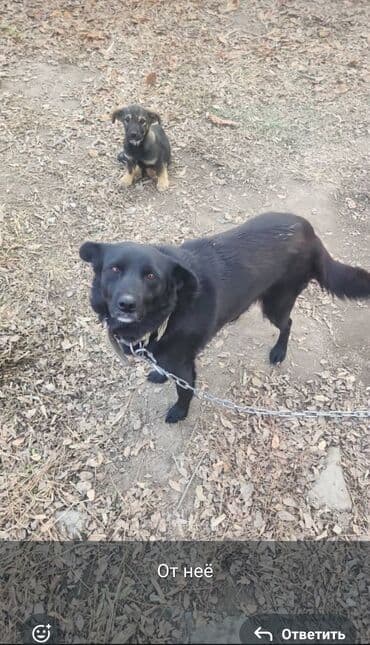 Вязка собак: Щенок. девочка — 2