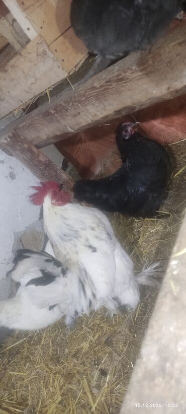 птицефабрика продает кур несушек: Продаю | Куры, Петух — 10