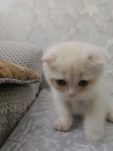 бенгал кошка цена: Продажа кошек — 1