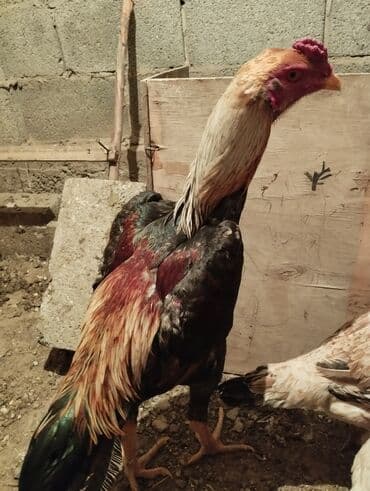 купить собаку доберман в бишкеке: Продаю | Петух | Бойцовая | Для разведения — 1