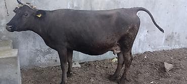 Лошади, кони: Продаю | Корова (самка) | Для молока — 4