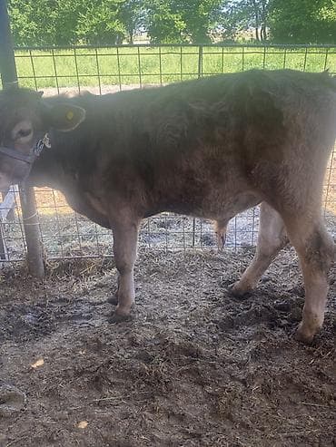 Продаю | Бык (самец) | Привязанные — 8