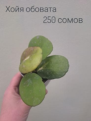 кочот карлик: • Комнатные растения (укоренённые черенки/детки/молодые — 7