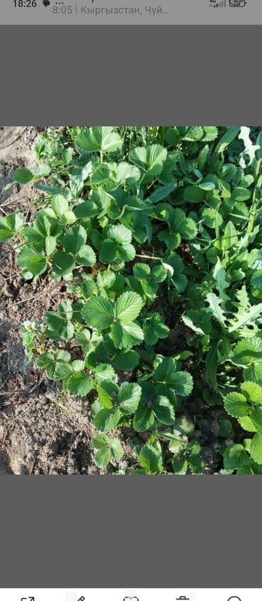 куплю рассаду клубники: Саженцы садовой клубники альбион. - Мощные розетки с крепкими усами — 1