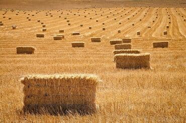 купить кукурузу на корм: Сено : Размер Стандар — 1
