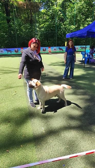 Грызуны: Вязка: Лабрадор-ретривер, Самец, 2 года, С прививкой, С родословной — 6