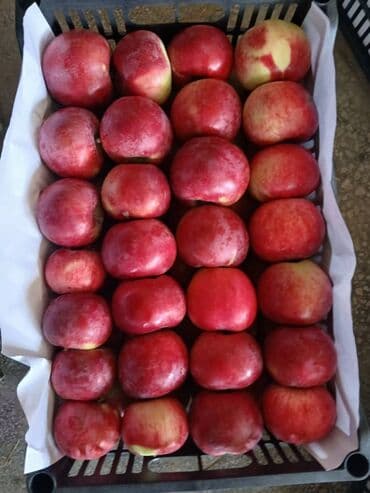 айнек сатылат: Алмалар — 3