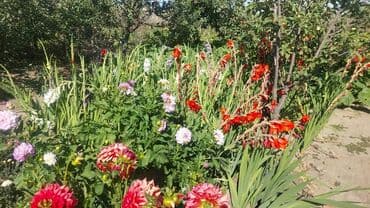 срочно продаю дом начала маевка: Дача, 35 кв. м, 3 бөлмө — 14