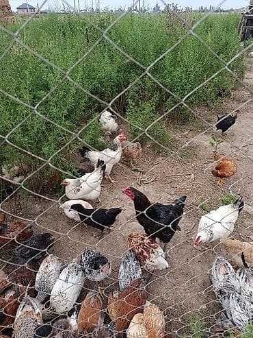 грызуны домашние: Куры мясо-яичных пород, разновозрастные, содержатся на просторном — 3