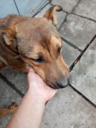 продам ягдтерєра: Нужен человек, которому очень нужен этот пёсик. Так интересно, он — 2