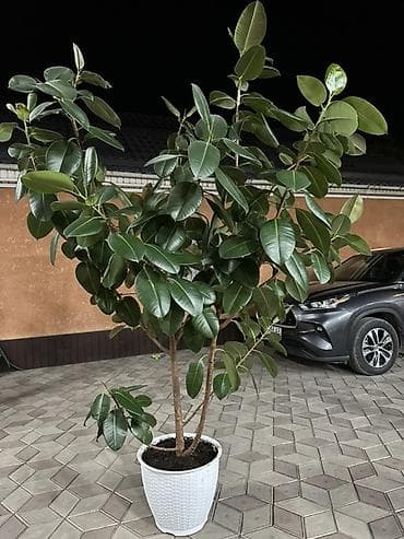 фикусы: Фикус эластика (Каучуковое дерево) в горшке Цена 20000 сом - — 4