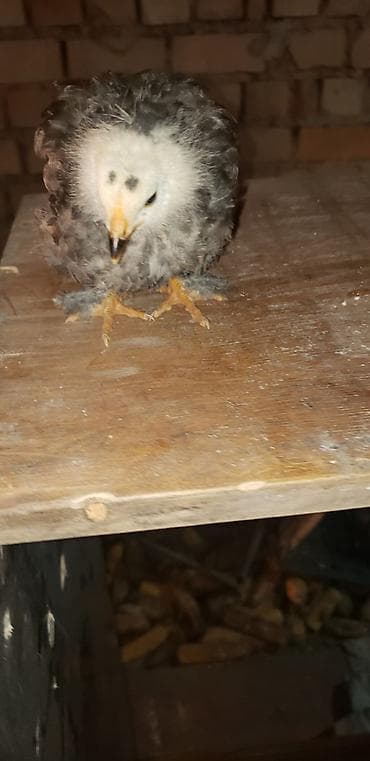 Коровы, быки: Продаю | Цыплята | Для разведения — 9