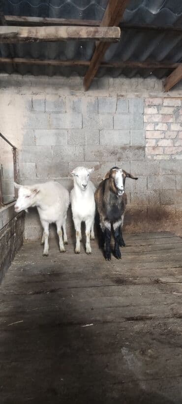 племенные коровы молочные купить: Продаю | Козлёнок | Для разведения — 2
