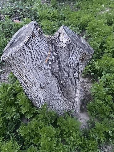 лесу: Древесина (брёвна и ветки) после валки деревьев. (ЖАНГАН ТАМЫРЫ БАР — 6