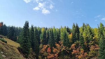 Требуется садовник, помощник по двору, взамен предоставляется at lalafo.kg Требуется садовник, помощник по двору, взамен предоставляется