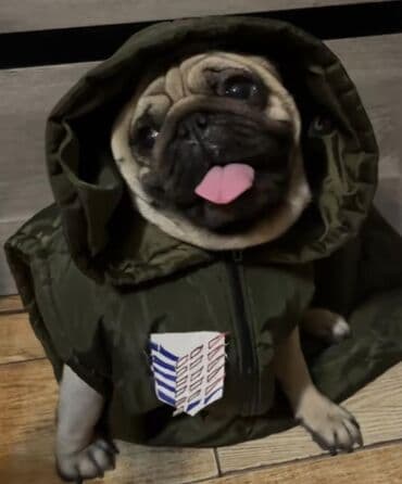 купить охотничью собаку дратхаар: Мопс, 1 год, Самец, С прививкой — 1