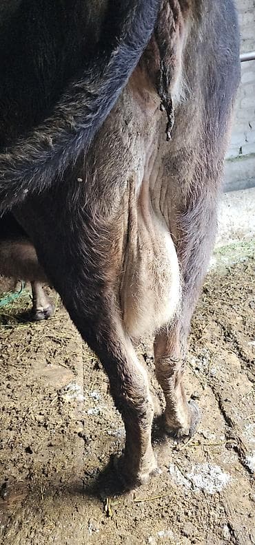 продажа собак в бишкеке: Продаю | Корова (самка), Бык (самец), Тёлка | Алатауская | Для разведения, Для молока | Стельные — 2