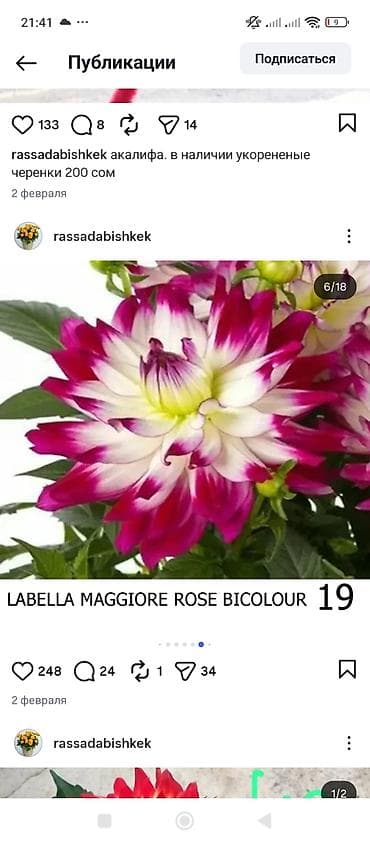 бу раковина с тумбой: Георгины — вегетативные низкорослые - Ассортимент: декоративные и — 10