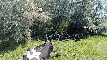 кара услуга: Требуется Скотник, Оплата: Ежемесячно — 2
