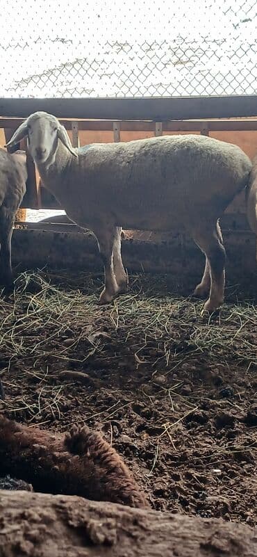 кролик бабочка: Сатам | Ургаачы кой (ургаачы) | Көбөйтүү үчүн | Ургаачы — 2