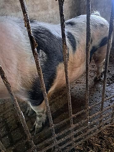 Продаю | Хряк (самец)