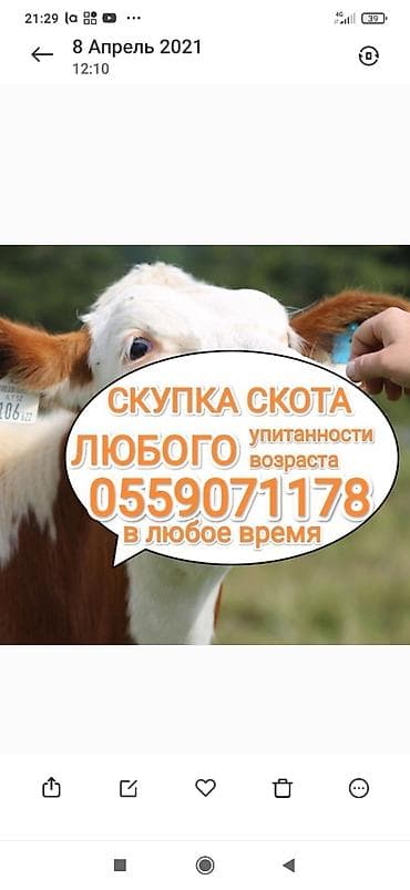 Колбасный цех : Коровы, быки, Лошади, кони, | Круглосуточно, Любое состояние, Забитый