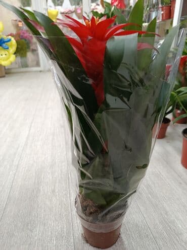 стол с стулями: Гусмания (Guzmania) в горшке - Яркое комнатное растение из семейства — 4