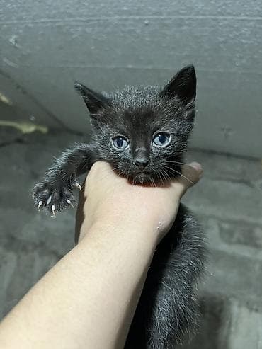 котята свинкс: Пять котят, помёт разноцветный: - Окрас: тигрово-полосатый с белым — 2