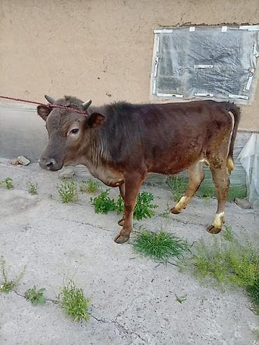 зоомагазин бишкек орто сай: Сатам | Кунаажын | Байланган — 6