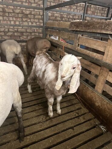 Собаки: Продаю | Козлёнок | Битал | Для разведения | Осеменитель — 4