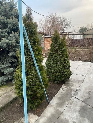 листья смородины: Туя западная (Thuja occidentalis), декоративные взрослые растения для — 3