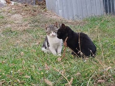 продам домик для кошки: Кошка даром: Беспородная, 5 месяцев, Мальчик — 3