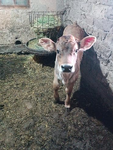 вест терьер: Продаю | Бык (самец) | Швицкая | Для разведения | Искусственник — 1