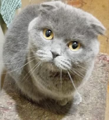 вислоухие кошки цена: Котята! В продаже очаровательный, шустрый мальчик шотландец, СКОТТИШ — 3