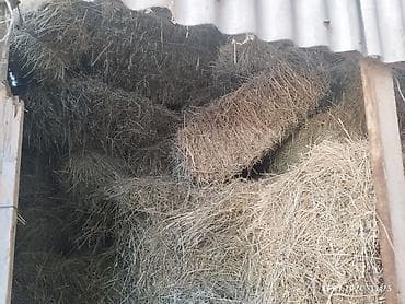 С/х животные и товары: Сено в тюках - Тип: луговое разнотравье, прессованное в прямоугольные — 2