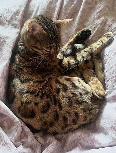 коты бенгальские: Бенгальская, 4 года, Девочка, Золотая шиншилла, Приучена к лотку — 4